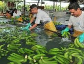 Trabajadores bananeros de Urabá