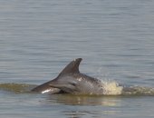 Delfines en el golfo de Urabá