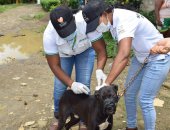 Vacunación de mascotas en Apartadó