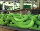 Bananos de Urabá