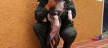 Perrito rescatado por la policía de Urabá