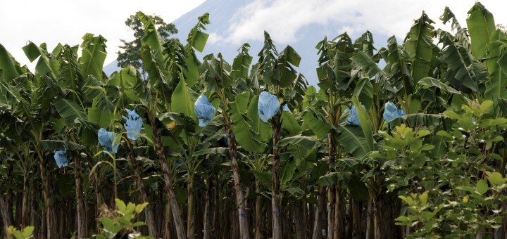 Bananeras de Urabá