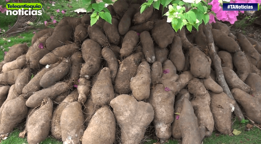 1200 toneladas de ñame en san juan de Urabá