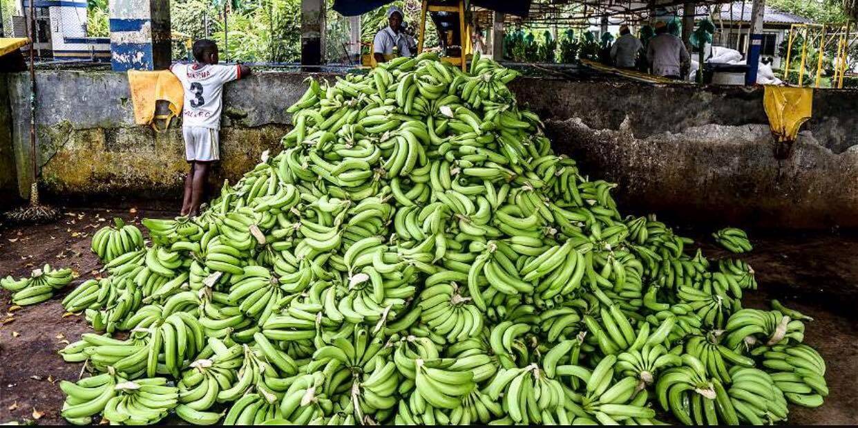 Fotos de bananeras de Urabá