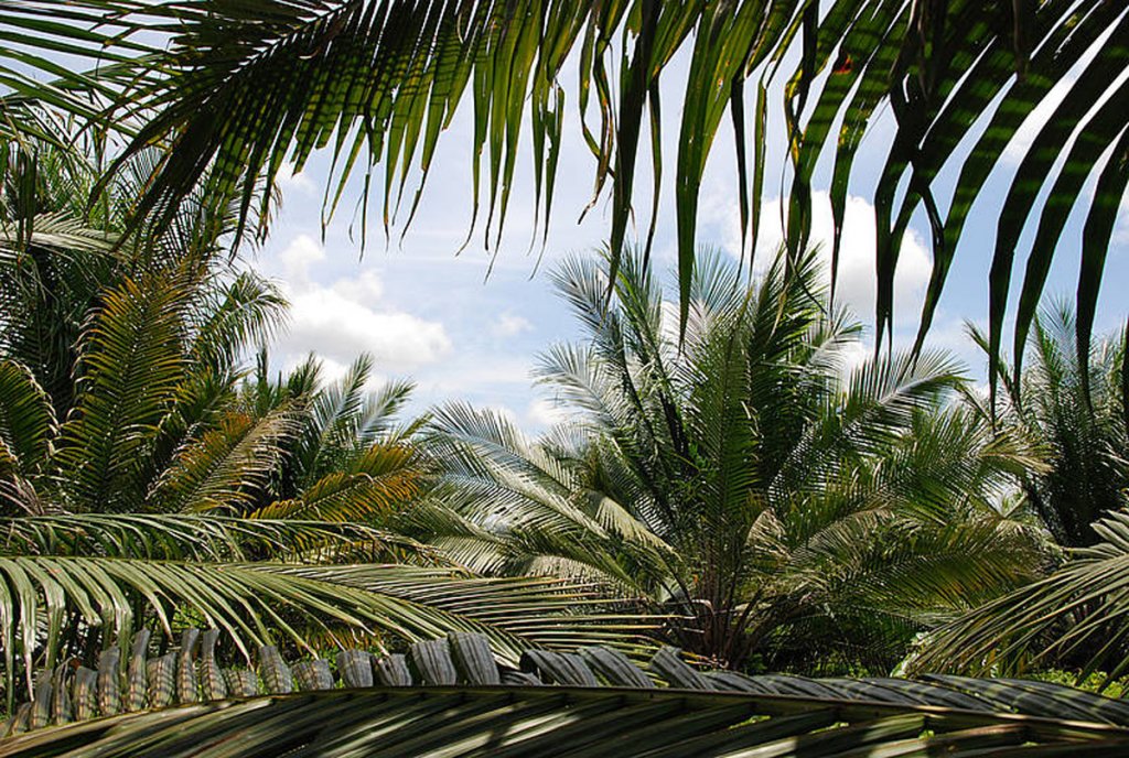 Cultivo palma de aceite en Urabá