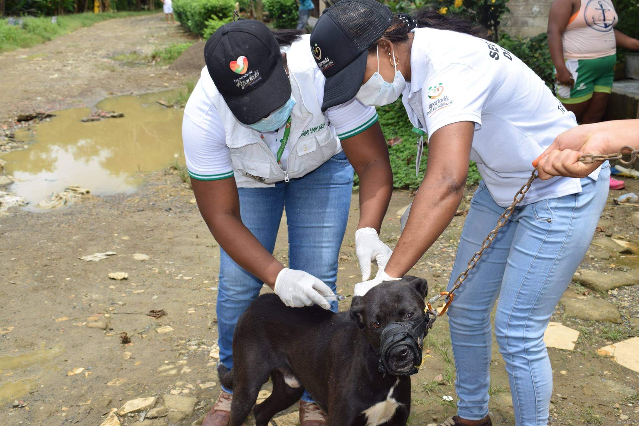 Vacunación de mascotas en Apartadó