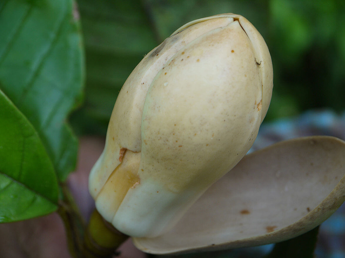 Magnolias en Urabá