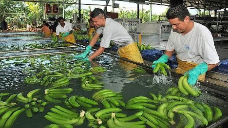 Trabajadores bananeros de Urabá
