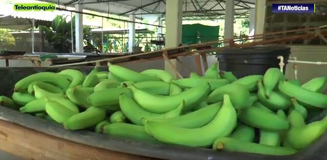 Bananos de Urabá