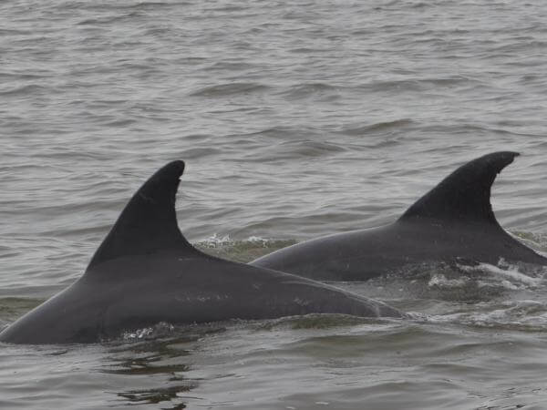 Delfines en Urabá