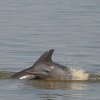 Delfines en el golfo de Urabá