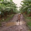 Empresas bananeras de Urabá