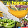 Homenaje al banano en carepa